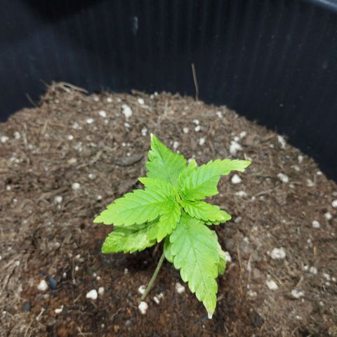 Skunk #1 Mitte links growlog timeline photo
