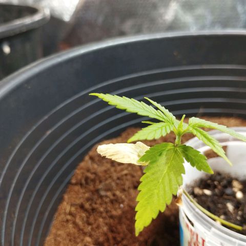 Skunk #1 vorne growlog timeline photo