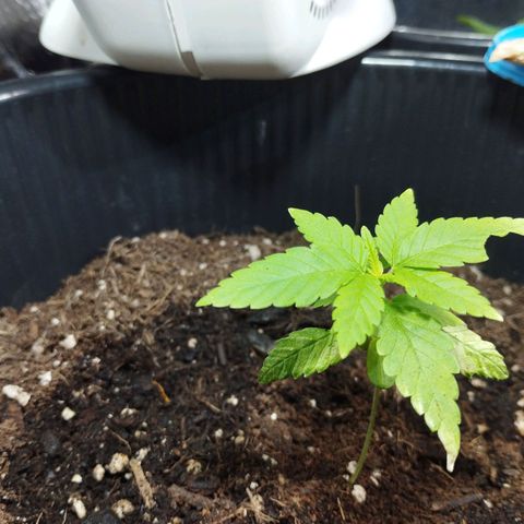 Skunk #1 Mitte links growlog timeline photo