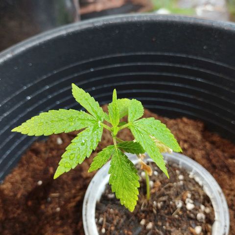 Skunk #1 vorne growlog timeline photo