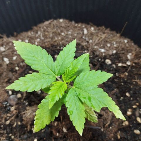 Skunk #1 Mitte links growlog timeline photo