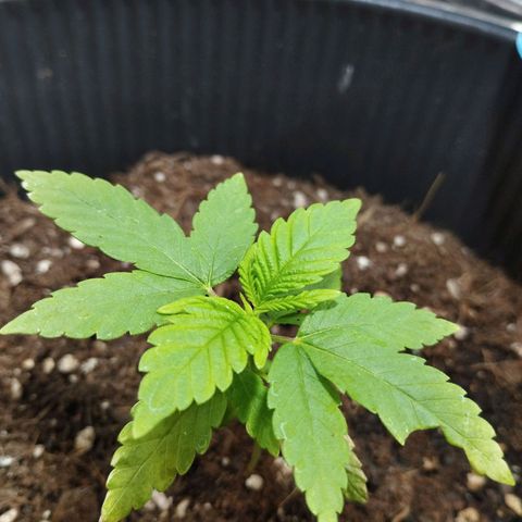 Skunk #1 Mitte links growlog timeline photo