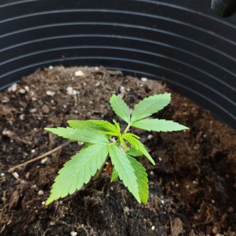 Skunk #1 vorne growlog timeline photo