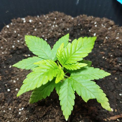 Skunk #1 Mitte links growlog timeline photo