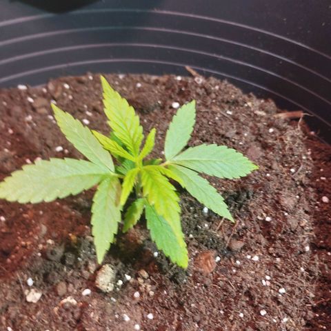 Skunk #1 vorne growlog timeline photo