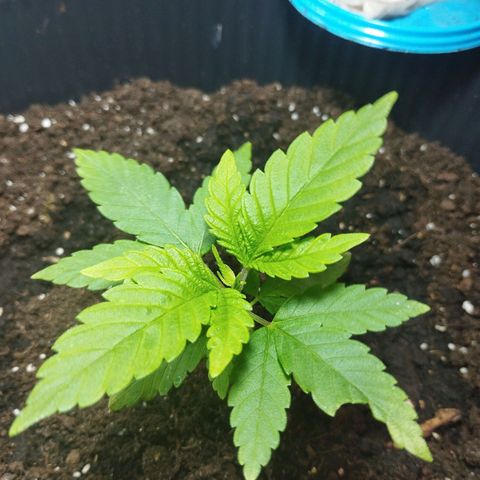 Skunk #1 Mitte links growlog timeline photo