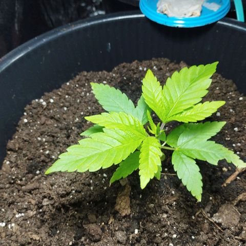 Skunk #1 Mitte links growlog timeline photo