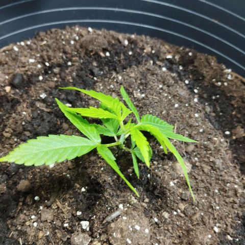 Skunk #1 vorne growlog timeline photo