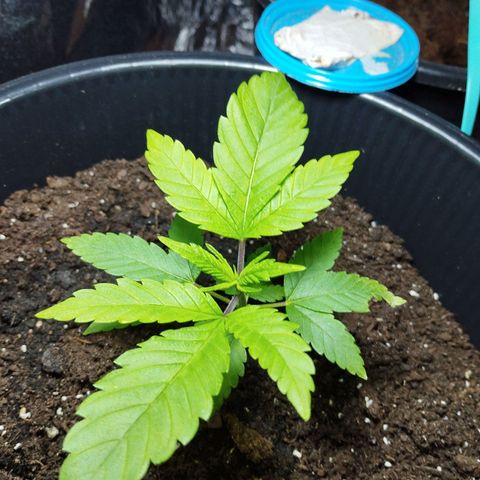 Skunk #1 Mitte links growlog timeline photo