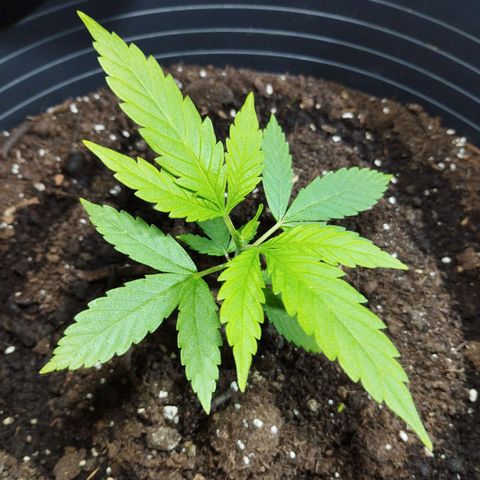 Skunk #1 vorne growlog timeline photo