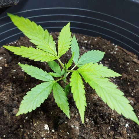 Skunk #1 vorne growlog timeline photo