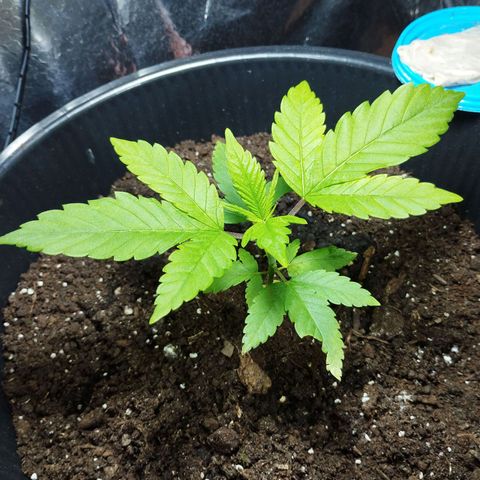 Skunk #1 Mitte links growlog timeline photo