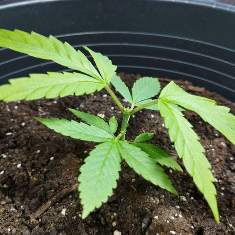 Skunk #1 vorne growlog timeline photo