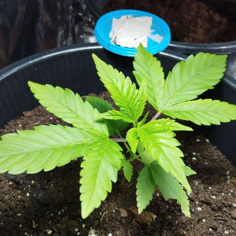 Skunk #1 Mitte links growlog timeline photo