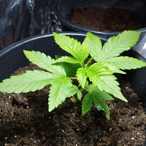 Skunk #1 Mitte links growlog timeline photo