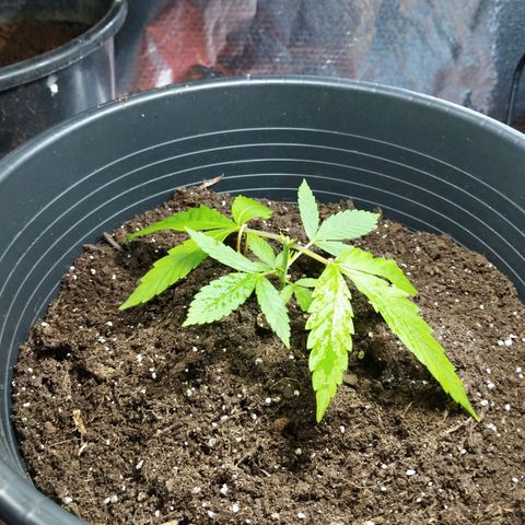 Skunk #1 vorne growlog timeline photo