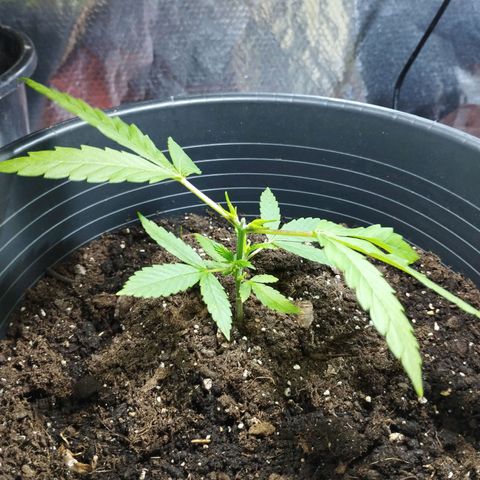 Skunk #1 vorne growlog timeline photo