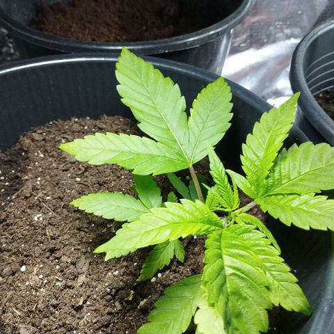 Skunk #1 Mitte links growlog timeline photo