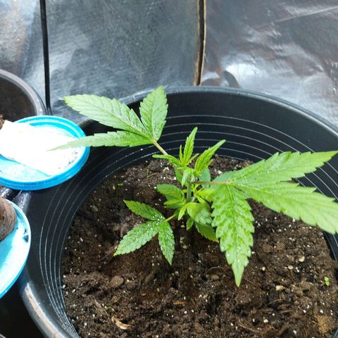 Skunk #1 vorne growlog timeline photo