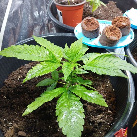 Skunk #1 Mitte links growlog timeline photo