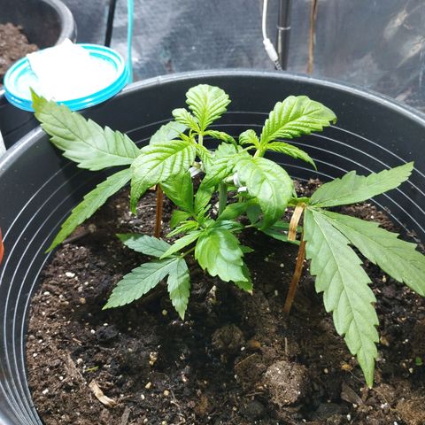 Skunk #1 vorne growlog timeline photo
