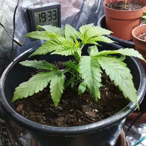Skunk #1 Mitte links growlog timeline photo