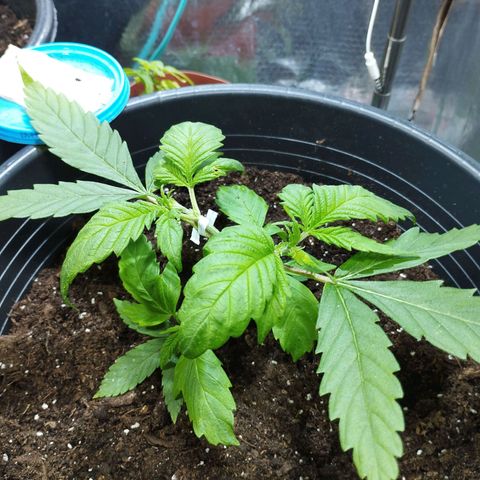 Skunk #1 vorne growlog timeline photo
