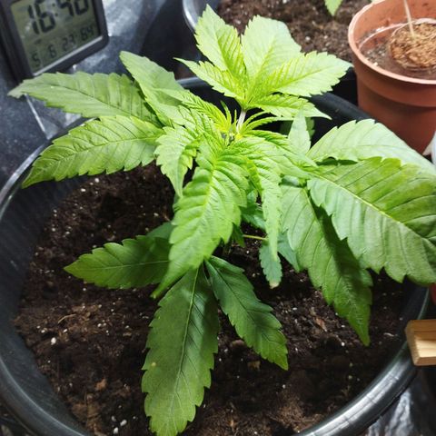 Skunk #1 Mitte links growlog timeline photo