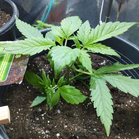 Skunk #1 vorne growlog timeline photo