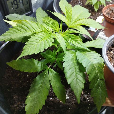 Skunk #1 Mitte links growlog timeline photo