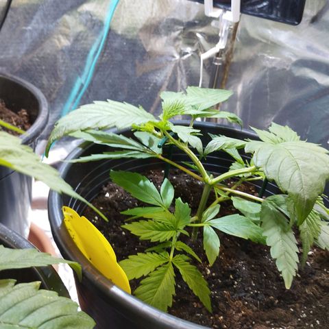 Skunk #1 vorne growlog timeline photo
