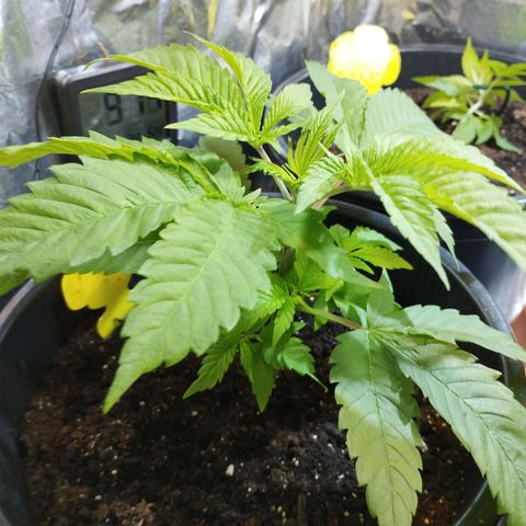 Skunk #1 Mitte links growlog timeline photo