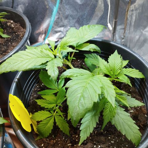 Skunk #1 vorne growlog timeline photo