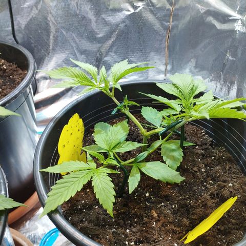 Skunk #1 vorne growlog timeline photo