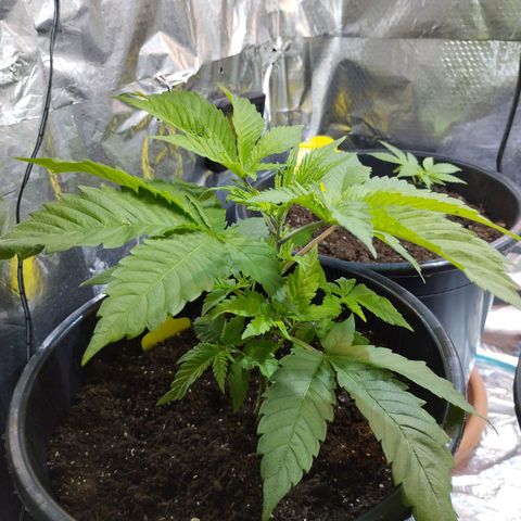 Skunk #1 Mitte links growlog timeline photo