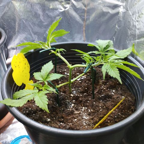 Skunk #1 vorne growlog timeline photo