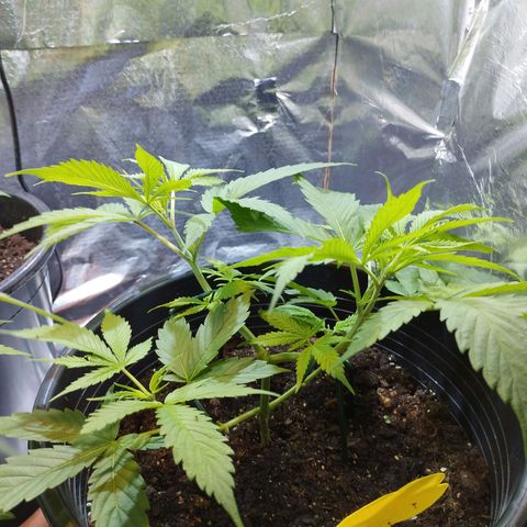 Skunk #1 vorne growlog timeline photo