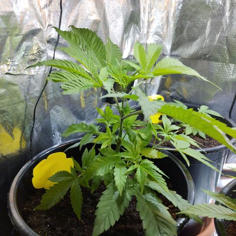 Skunk #1 Mitte links growlog timeline photo