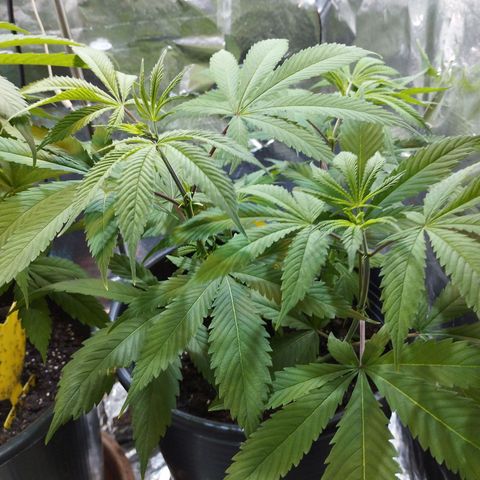 Skunk #1 vorne growlog timeline photo