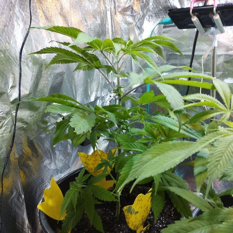 Skunk #1 Mitte links growlog timeline photo