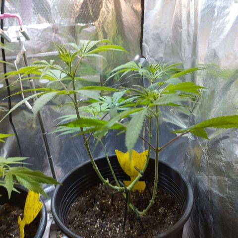 Skunk #1 vorne growlog timeline photo