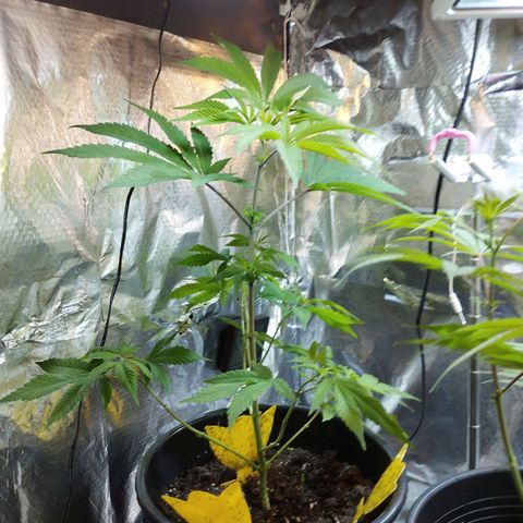 Skunk #1 Mitte links growlog timeline photo