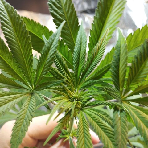 Skunk #1 vorne growlog timeline photo