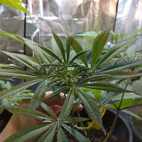 Skunk #1 Mitte links growlog timeline photo