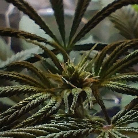 Skunk #1 vorne growlog timeline photo