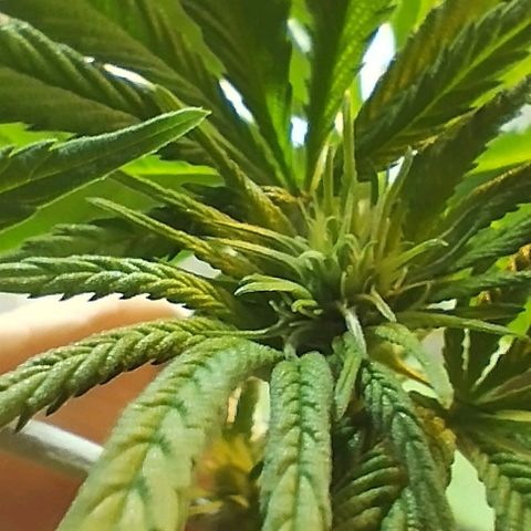 Skunk #1 Mitte links growlog timeline photo