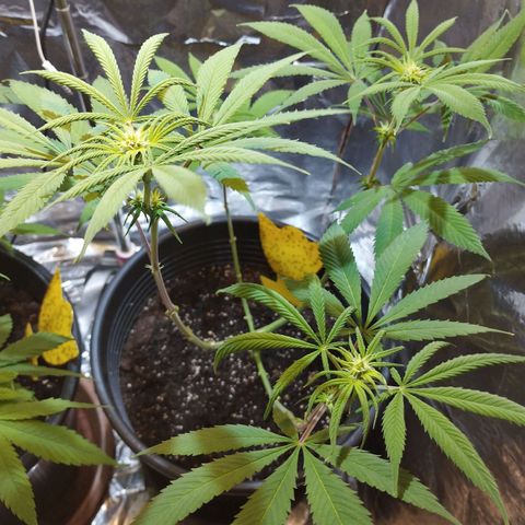 Skunk #1 vorne growlog timeline photo
