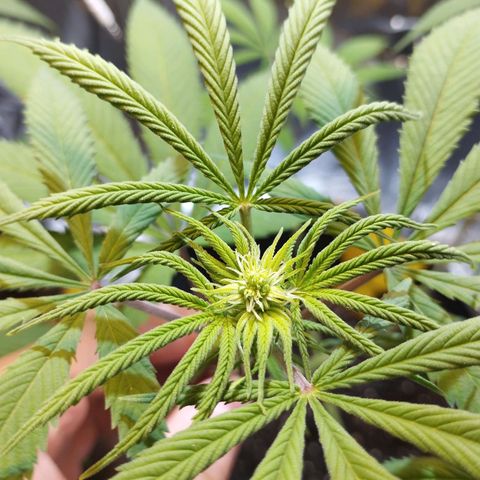 Skunk #1 vorne growlog timeline photo
