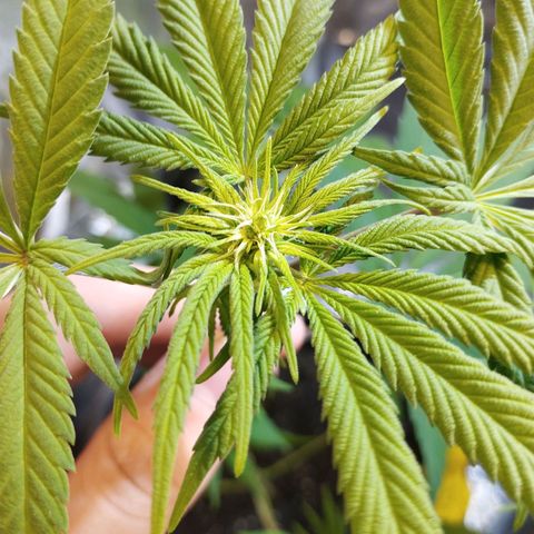 Skunk #1 Mitte links growlog timeline photo
