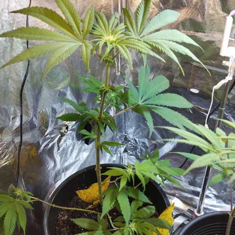 Skunk #1 Mitte links growlog timeline photo